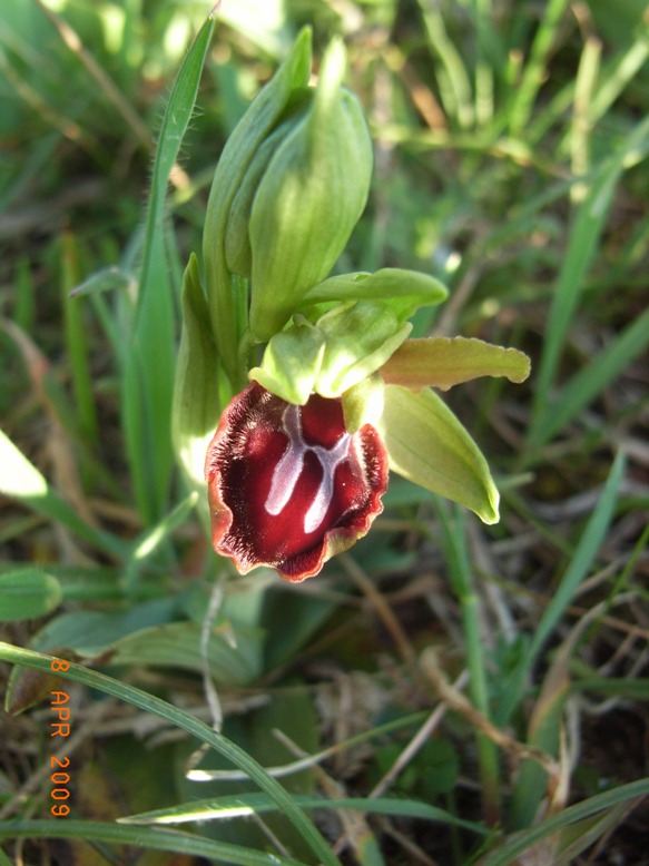 Ophrys del Gargano da ID